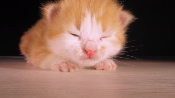 小猫咪在庇护所 一只疲惫的红白相间的毛茸茸的小猫咪躺在地上看着摄像机 拍摄着黑色的背景特写镜头 — 图库视频影像