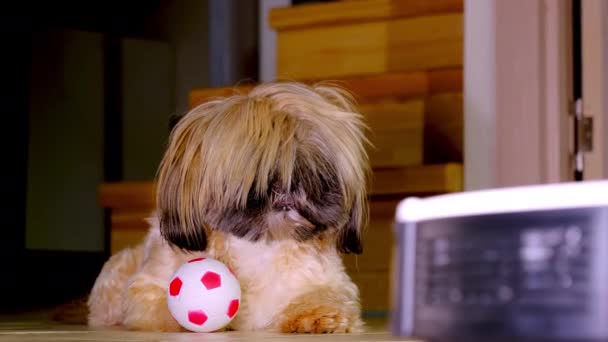 Shih Tsu Hund Står Upp Tittar Fungerande Robot Dammsugare Nära — Stockvideo