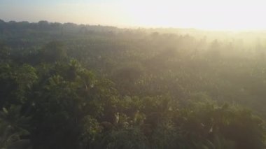 Muz ağaçları, Udawalawe Ulusal Parkı 'nda güneş ışığıyla aydınlatılan ormandaki fidanlıkta yetişir. Sri Lanka hava sahasında sabah