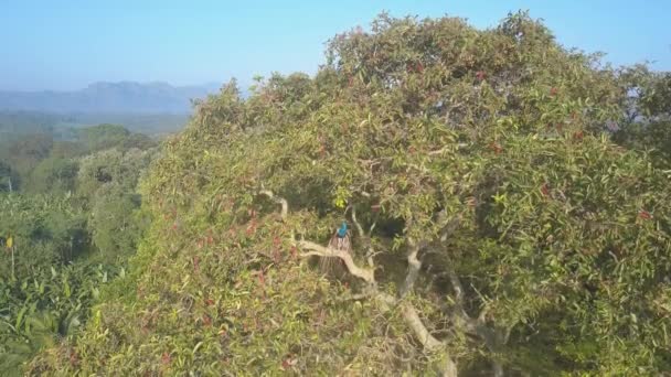 Peacock Coloré Trouve Sur Nid Construction Cime Des Arbres Dans — Video