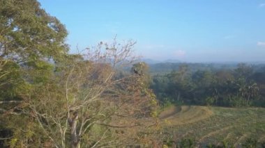 Büyük gagalı vahşi kuş Udawalawe Ulusal Parkı 'nda uçuyor. Sri Lanka hava manzarasında güneşli bir sabah ve mavi gökyüzü