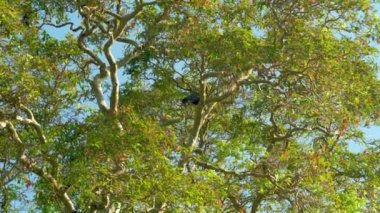 Tavuskuşu, tropikal ormanda, mavi gökyüzüne karşı yemyeşil bir ağaç tepesinde yuva kurar. Vahşi kuş Udawalawe Ulusal Parkı 'nda yaşıyor.