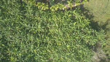 Güneşli bir günde Udawalawe Ulusal Parkı 'nda ağaçların büyüdüğü muz çiftliği. Doğal koruma altındaki tarımsal alanlar