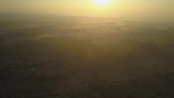 Солнце Светит Над Верхушками Деревьев Национальном Парке Удавалаве Освещающем Территорию — стоковое видео