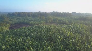 Güneş doğarken Sri Lanka 'nın doğal koruma alanındaki açık mavi gökyüzünün altında muz tarlası. Udawalawe Ulusal Parkı hava manzaralı güzel bir sabah