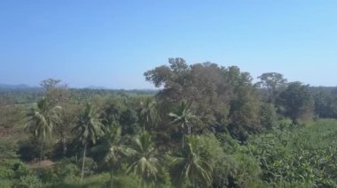 Palmiyeler ve ağaçlar Sri Lanka 'nın doğal koruma alanındaki muz tarlasının yakınında yetişir. Güneşli bir günde Udawalawe Ulusal Parkı 'nda yemyeşil bir yer.