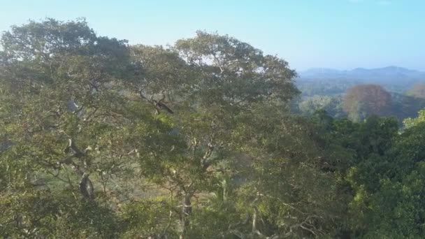 Павичі Летять Над Зеленими Деревами Джунглях Національного Парку Удавалаве Сонячний — стокове відео