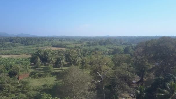 Wildtiere Und Laub Sonnigen Morgen Einem Naturschutzgebiet Sri Lanka Schwarm — Stockvideo