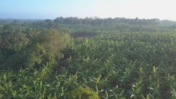 Napkelte Udawalawe Nemzeti Parkban Banánültetvénnyel Buja Fákkal Körülvéve Tiszta Kék — Stock videók