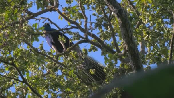 Pavão empoleirado em ramo de árvore no Parque Nacional Udawalawe — Vídeo de Stock