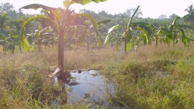 Muz ağaçları tropik Sri Lanka 'da fidanlıkta yetişir.