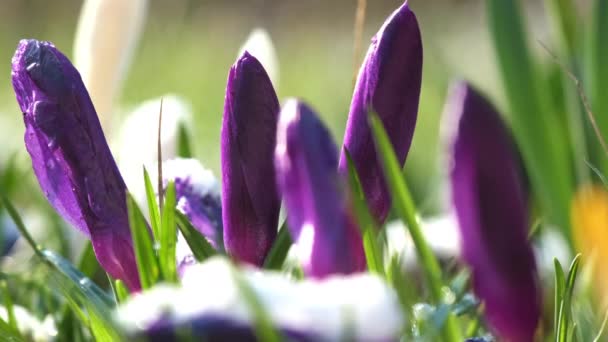 Lila Lågväxande Krokusar Blommar Vårträdgården Tidiga Songsbetonade Blommor Vaknar Efter — Stockvideo