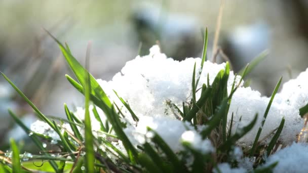 Φωτεινό Φως Του Ήλιου Φωτίζει Πράσινο Γρασίδι Καλυμμένο Λευκό Χιόνι — Αρχείο Βίντεο