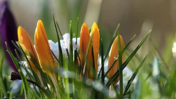 Bright Orange Crocuses Green Leaves Covered White Snow Primroses Grow — Stockvideo