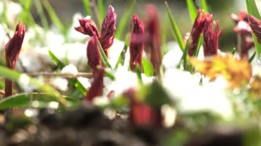 Red buds of seasonal spring flowers grow in sunny park