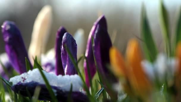 Purple and orange primroses bloom in park in early spring — Video