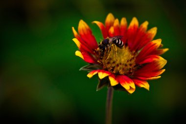 çiçek arı