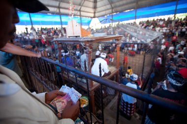 horoz dövüşü rekabet Bali