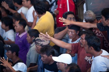 horoz dövüşü rekabet Bali