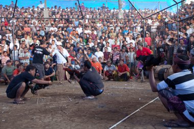 horoz dövüşü rekabet Bali