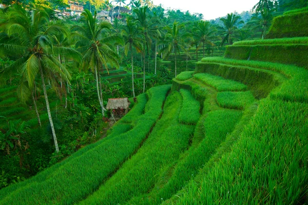 Pól ryżowych na bali, Indonezja. — Zdjęcie stockowe