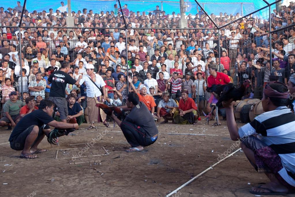 Cockfighting competition on Bali Stock Editorial Photo © dimaberkut