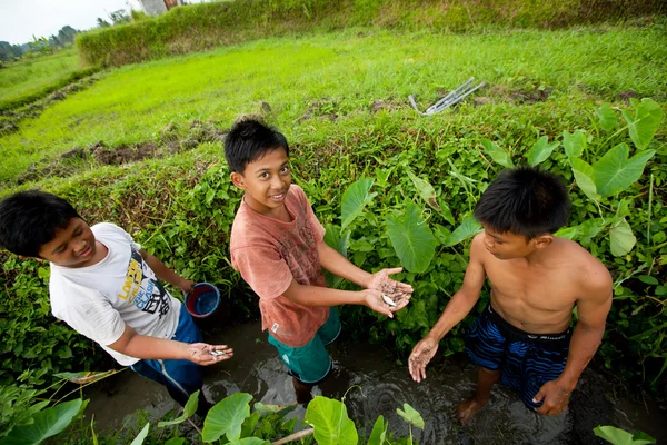Niños pobres atrapan peces pequeños en una zanja cerca de un campo de arroz — Foto de Stock