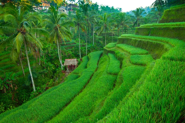 Terrenos de arroz en la isla de Bali, Indonesia . — Foto de Stock