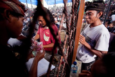 Bali dili geleneksel horoz dövüşü