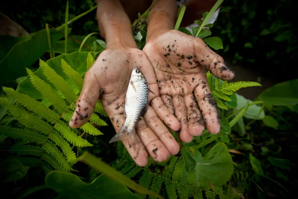 Un pauvre gosse attrape un petit poisson dans un fossé près d'une rizière — Photo