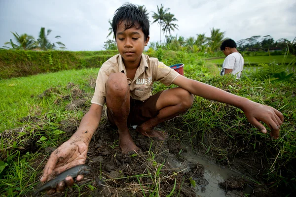 Poor kid catches small fish in a ditch near a rice field — Stock Photo, Image