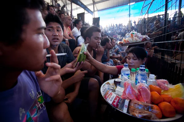 Tijdens de balinese traditionele hanengevechten wedstrijd — Stockfoto