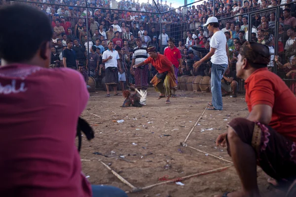 Durante la competencia tradicional de peleas de gallos balinesas — Foto de Stock