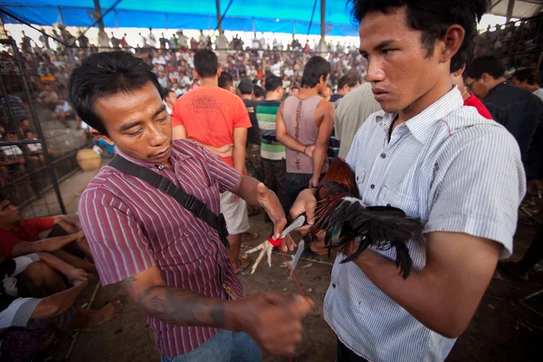 Tijdens de balinese traditionele hanengevechten wedstrijd — Stockfoto