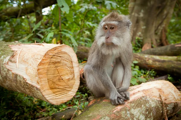 Um macaco selvagem — Fotografia de Stock