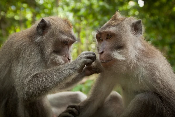 Um macaco selvagem em Bali — Fotografia de Stock