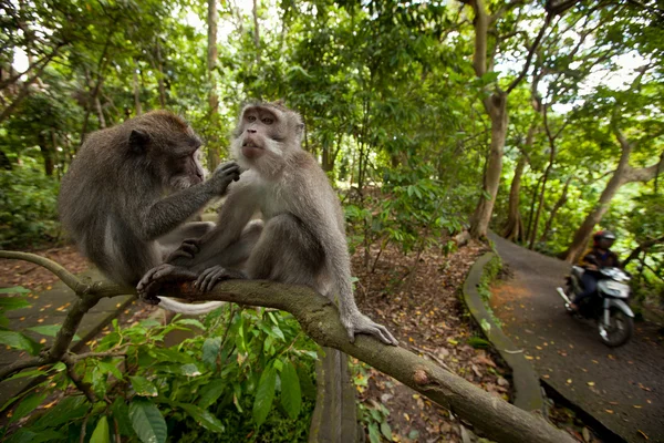 Un singe sauvage sur Bali — Photo