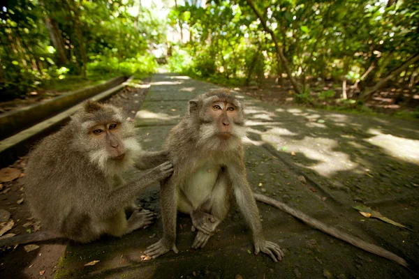 En vild apa på bali — Stockfoto
