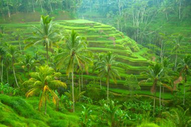 Teras pirinç tarlaları Bali, Endonezya.