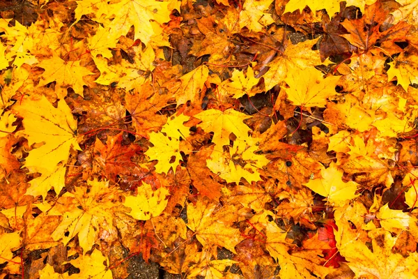 Hintergrund - schöne Herbstblätter. — Stockfoto