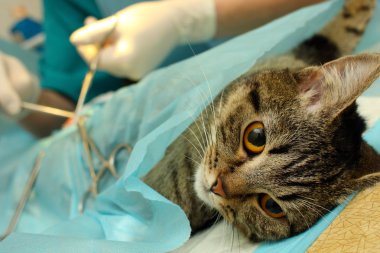 Surgical castration of cat in banian hospital clipart