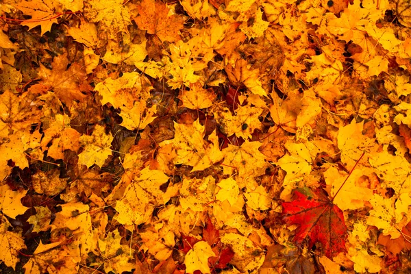 Krásné podzimní listí (na pozadí) — Stock fotografie