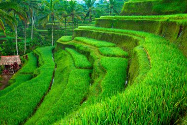 pirinç tarrace dağlarda Bali, Endonezya.