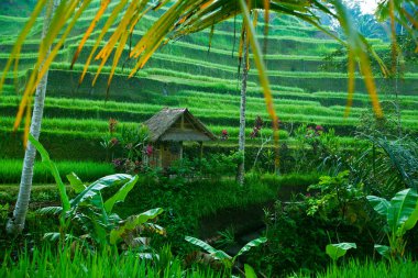 Teras pirinç tarlaları, Bali, Endonezya