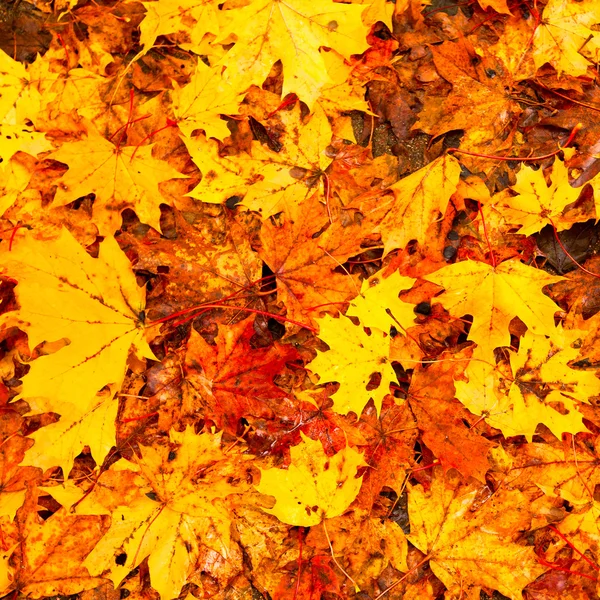 Фон: Красивые осенние листья . — стоковое фото