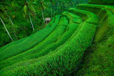 Teras pirinç tarlaları, Bali, Endonezya