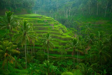 Teras pirinç tarlaları, Bali, Endonezya