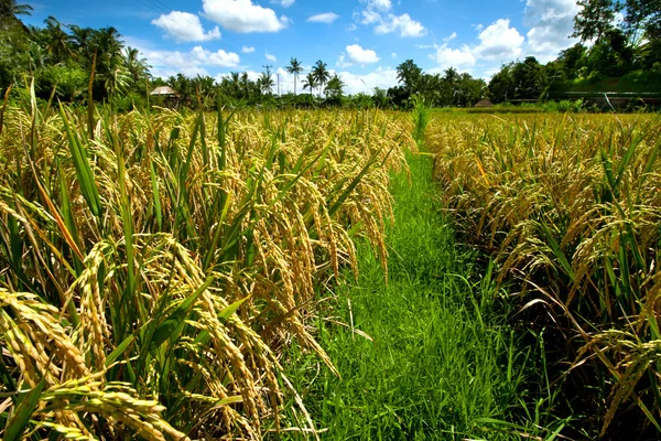 Rýžová pole na Bali — Stock fotografie