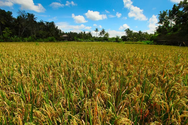 Rice fields on Bali Royalty Free Stock Images