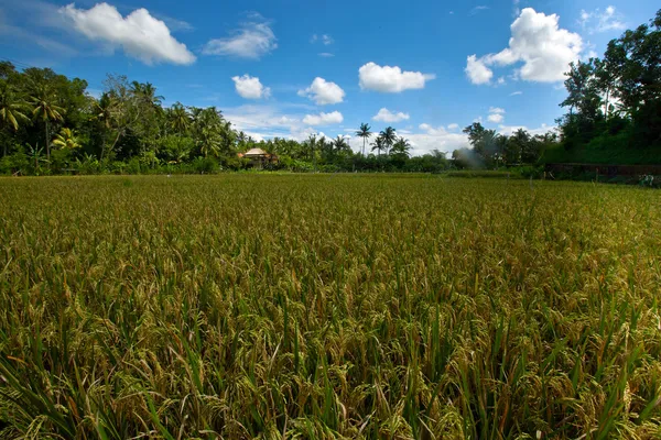 Rice field Stock Photo